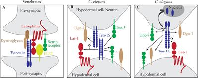 Ancient Function of Teneurins in Tissue Organization and Neuronal Guidance in the Nematode Caenorhabditis elegans